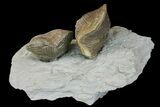 Multiple Fossil Brachiopod (Hebertella) Plate - Kentucky #136604-2